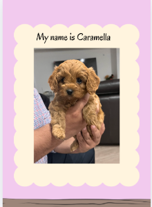 Cavoodle – Medowie