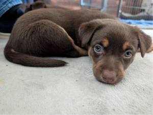 Australian Kelpie – Mansfield