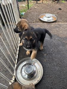 German Shepherd – Hampton Park