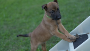 Belgian Malinois – Nerang