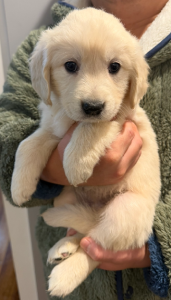 Golden Retriever – Deepdene