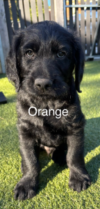 Dogs – Eltham