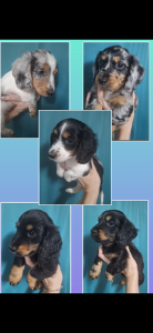 Dachshund – Brisbane