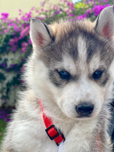 Husky – Arundel