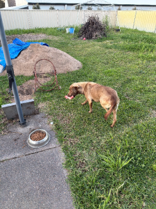Kelpie Cross Labrador – Gorokan