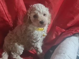 Poodle Mini – Deniliquin