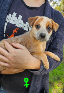 Australian Cattle Dog – Goondiwindi