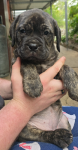 Bullmastiff – Moorooka