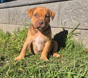 Dogs – Burra