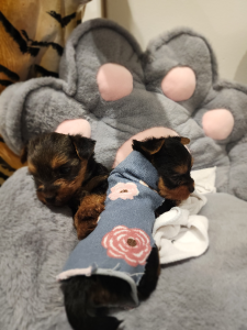 Yorkshire Terrier – Perth