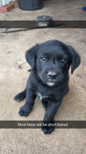 Australian Kelpie – Heytesbury Lower
