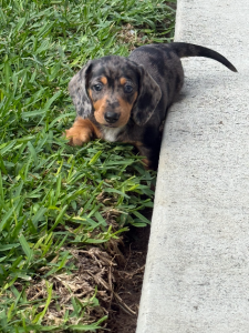 Dachshund – Wynnum
