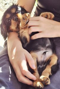 Cavalier King Charles Spaniel – Lockrose
