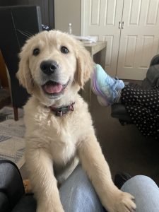 Golden Retriever – Morwell