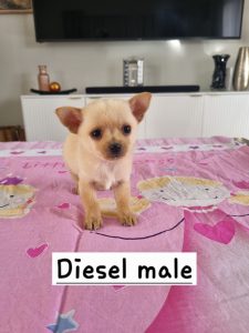 Chihuahua – Samantha Jones
