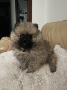 Pomeranian – Neutral Bay