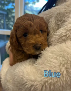 Cavoodle – Bull Creek