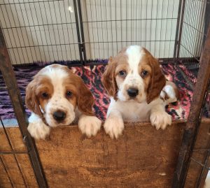 Welsh Springer Spaniel – Lower Portland