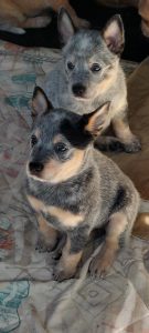 Australian Cattle Dog – Gordonvale
