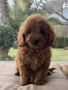 Cavoodle – Bathurst