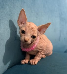 Sphynx – Gloucester