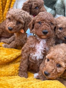 Cavoodle – Bruthen