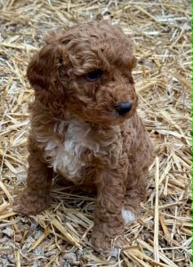 Cavoodle – Bruthen