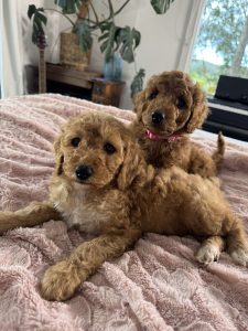Cavoodle – Bruthen