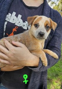 Australian Cattle Dog – Goondiwindi