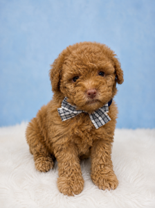 Toy Poodle – Gorokan