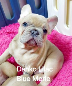 French Bulldog – Glenfield