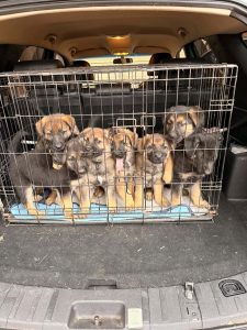 German Shepherd – Hampton Park