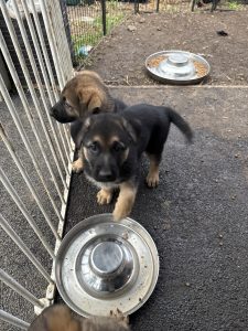 German Shepherd – Hampton Park