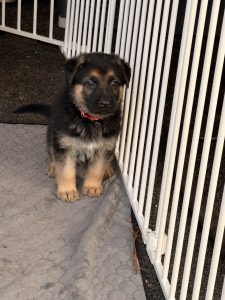 German Shepherd – Hampton