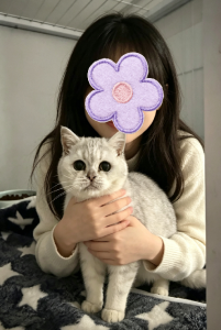British Shorthair – Mill Park