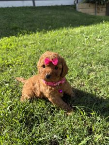 Cavoodle – Brisbane