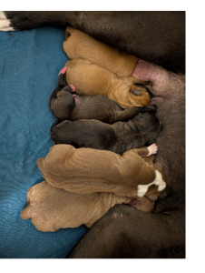 American Staffordshire Bull Terrier – DemiGod Austaffs
