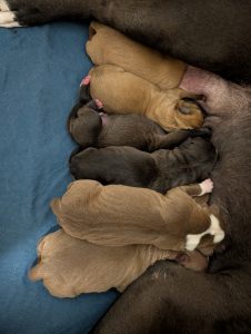 American Staffordshire Bull Terrier – DemiGod Austaffs