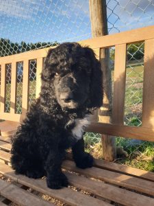 Spoodle – Woodanilling