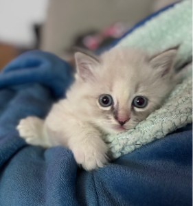 Ragdoll – Wilston