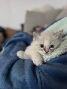 Ragdoll – Wilston
