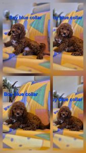 Cavoodle – Kenthurst