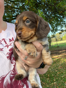 Dachshund – Branxholme