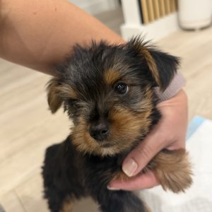 Dogs – Manly Vale