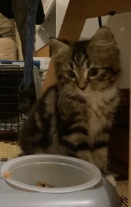 Domestic Medium Hair (DMH) – Pascoe Vale South