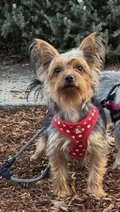 Yorkshire Terrier – Teralba