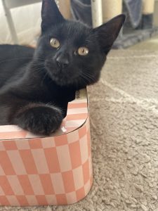 Domestic Short Hair (DSH) – Marayong