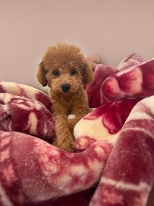 Poodle Mini – Modbury