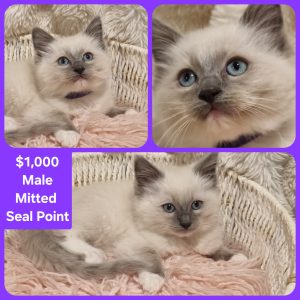 Ragdoll – Woori Yallock