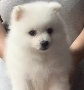Japanese Spitz – Echuca